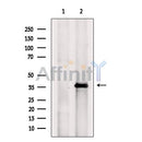 FHL1 Antibody -DF13482