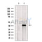 FHL1 Antibody -DF13482