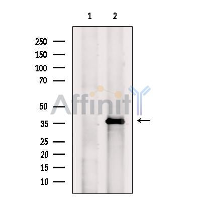 FHL1 Antibody -DF13482