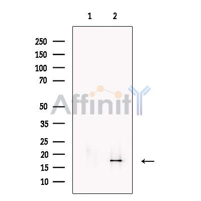 MAFK Antibody -DF13483