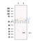 MAFK Antibody -DF13483