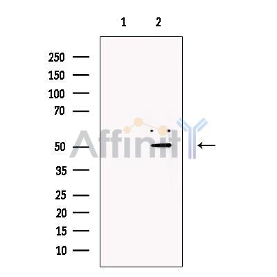 Zfp57 Antibody -DF13484