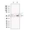 Zfp57 Antibody -DF13484