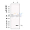 SLIRP Antibody -DF13485