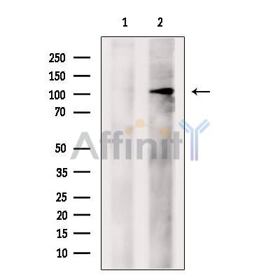 eIF4ENIF1 Antibody -DF13486