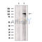eIF4ENIF1 Antibody -DF13486