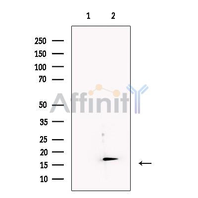 IEX1 Antibody -DF13488