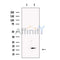 IEX1 Antibody -DF13488