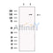 MTR Antibody -DF13489