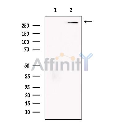p400 Antibody -DF13490