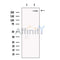 p400 Antibody -DF13490