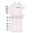SEC16A Antibody -DF13492