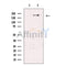SEC16A Antibody -DF13492