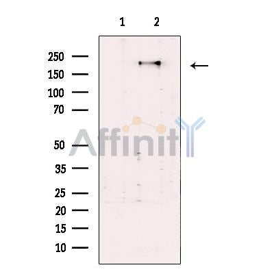 SEC16A Antibody -DF13492
