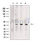 PURA Antibody -DF13493