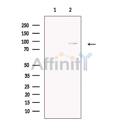 CPEB4 Antibody -DF13495