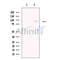 CPEB4 Antibody -DF13495