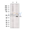 KCNK9 Antibody -DF13498