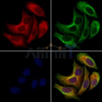 KCNN2 Antibody -DF13499