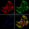 KCNN2 Antibody -DF13499