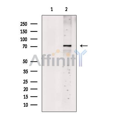 CLPB Antibody -DF13500
