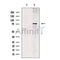 CLPB Antibody -DF13500