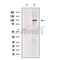 CLCA1 Antibody -DF13501