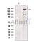 Plexin D1 Antibody -DF13502