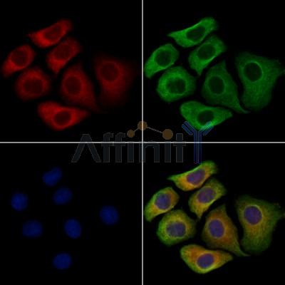 SIGLEC9 Antibody -DF13503