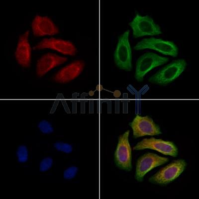 gp340 Antibody -DF13504