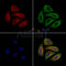 gp340 Antibody -DF13504