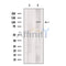 p90 Autoantigen Antibody -DF13505