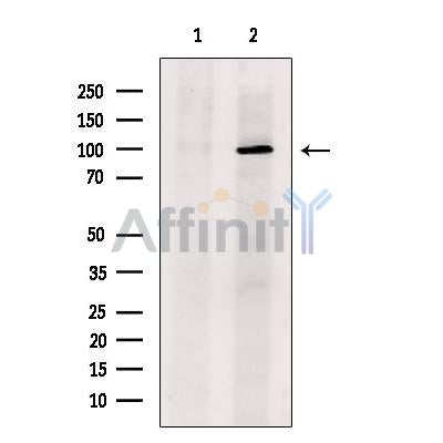 Sulfatase 2 Antibody -DF13506