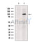 Sulfatase 2 Antibody -DF13506