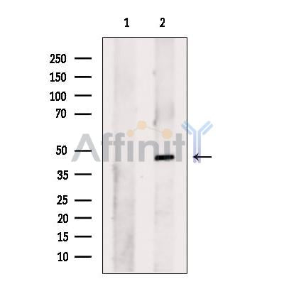 BSCL2 Antibody -DF13508