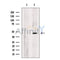 BSCL2 Antibody -DF13508