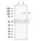 DAGLA Antibody -DF13509