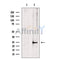 ATP6V1E1 Antibody -DF13510