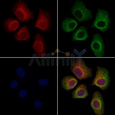 LAP1 Antibody -DF13511