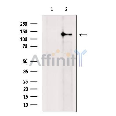 RASGRF2 Antibody -DF13513
