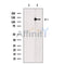 RASGRF2 Antibody -DF13513