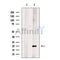 FLJ42280 Antibody -DF13514