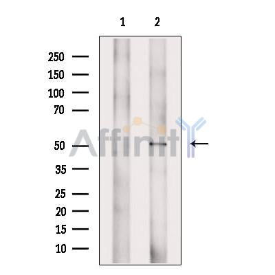 B7-H6 Antibody -DF13516