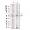 B7-H6 Antibody -DF13516