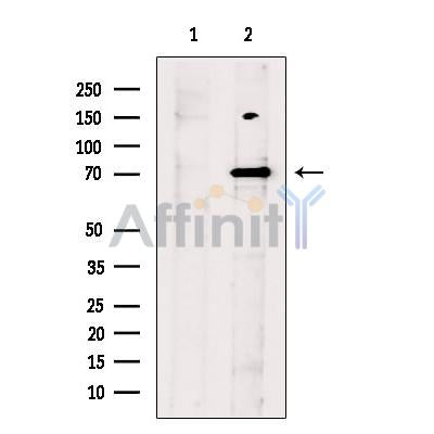 PARG Antibody -DF13517