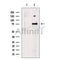 PARG Antibody -DF13517