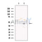 LMX1A Antibody -DF13518