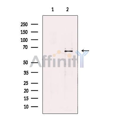 BIN1 Antibody -DF13520
