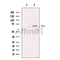BIN1 Antibody -DF13520