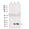 PFD6 Antibody -DF13522